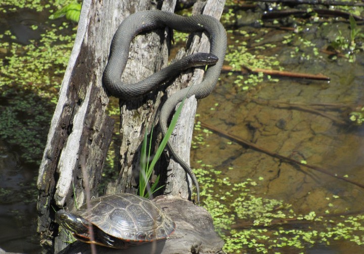 Northern Water Snake Midland Painted Turtle